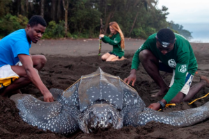 Discover-the-magic-of-turtle-nesting-at-lirio-lodge-on-the-caribbean-coast